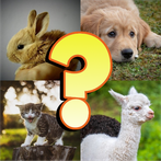 Baby Animals Quiz Love and Fun