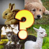 Baby Animals Quiz Love and Fun