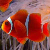 Jigsaw Puzzles Sea