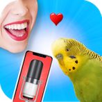 Bird Translator Simulator