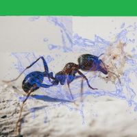 Ant Crush2D - Free Game