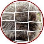 Porcupine Puzzle