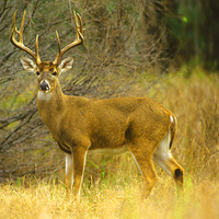 Real Deer : Deer Games