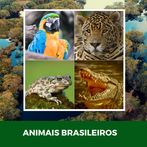 Animais Brasileiros