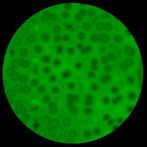 Microscope Virtual Simulator