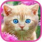 Brain games - Cat - Memory tra