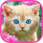 Brain games - Cat - Memory tra