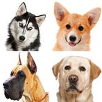 Dogs - photo quiz for dog love