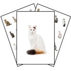 Baraja y Carta - Lotería Gatit