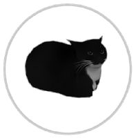 Maxwell Runner - maxwell cat