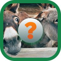 Calatoria Cuvintelor