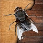 Mosca aplasta kill bugs games