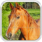 Sliding Tile Puzzle: Horses