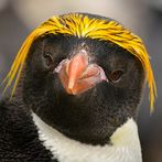 Birds Jigsaw Puzzles