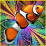 Clown Fish