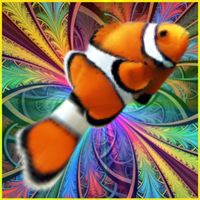 Clown Fish