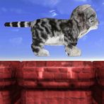 Run Kitty Run