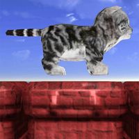 Run Kitty Run