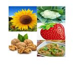 Guess Fruits & Vegetables