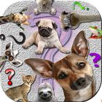 اسأل الحيوانات المُضحكة