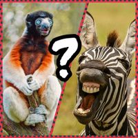 Guess the animal. Word puzzle.
