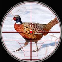 Pheasant birds hunting Games