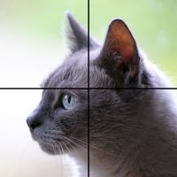Adorable Cat Puzzles