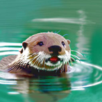 Otter My Way!
