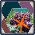 HexSaw - Undersea