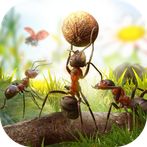 Ants Kingdom