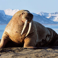 The Walrus