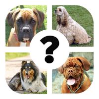 ALL QUIZ: Razas de perro