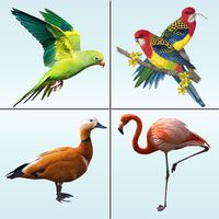 Bird Memory Matching Game