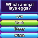 Trivia