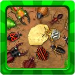 Ant Corps - Insect Of Kingdom