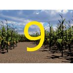 Walla Walla Corn Maze Year 9