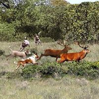 Perros caza ciervos jabalies