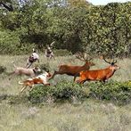 Perros caza ciervos jabalies