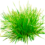 Grass and Flowers Simulator