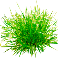 Grass and Flowers Simulator