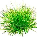 Grass and Flowers Simulator
