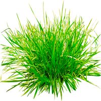 Grass and Flowers Simulator