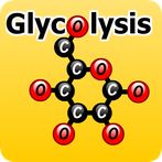 Glycolysis Match Game