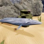 Happy Blue Whale Simulator