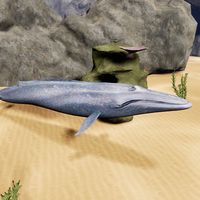 Happy Blue Whale Simulator
