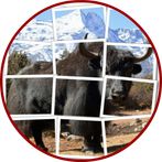 Yak Puzzle