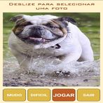 Quebra-Cabeça de Animais