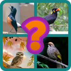 Tebak gambar nama burung
