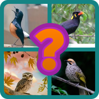 Tebak gambar nama burung