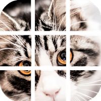 Rompecabezas de Gatos